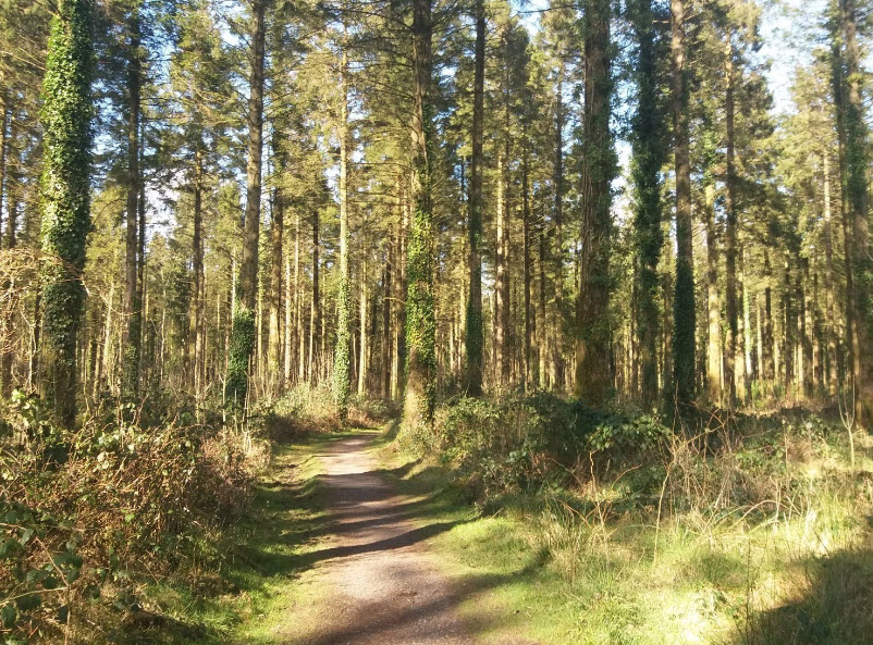 Moyode Woods, Ireland